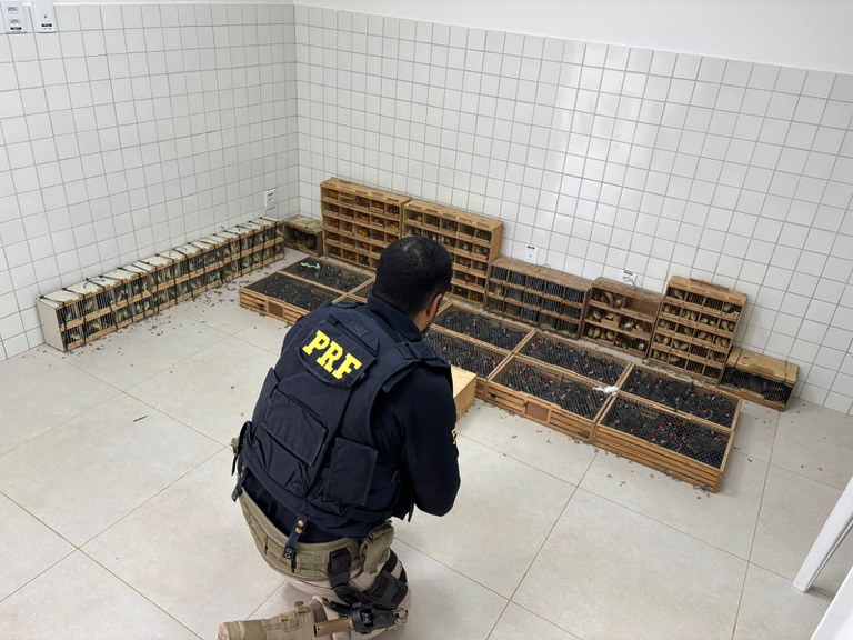 PRF resgata mais de 900 animais silvestres