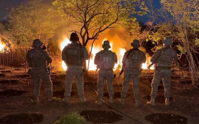 Polícia erradica quase 12 mil pés de maconha em Cabrobó