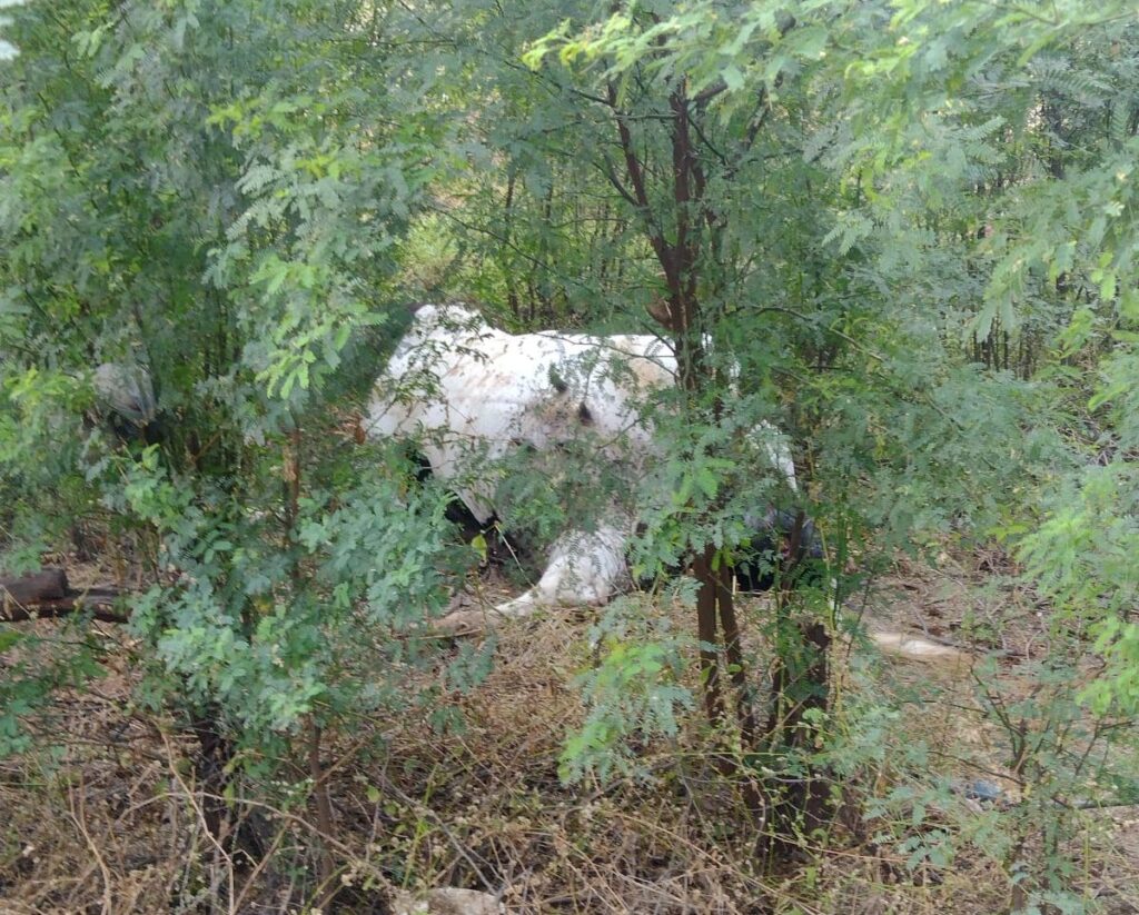 Homem morre após colidir moto contra uma vaca em Betânia