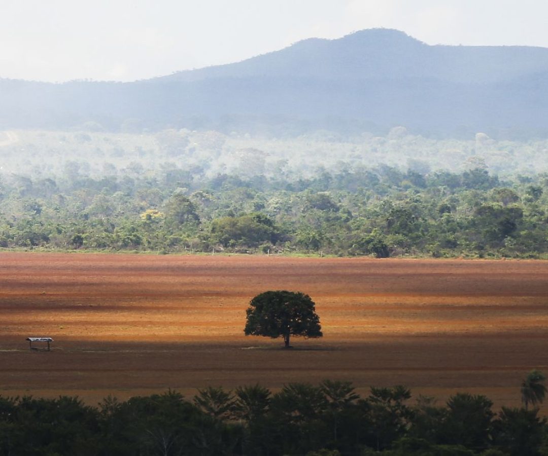 COP30: governo cobra R$ 476 milhões de infratores ambientais 