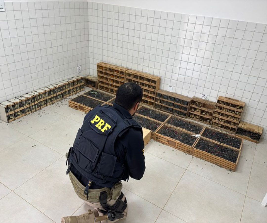 PRF resgata mais de 900 animais silvestres