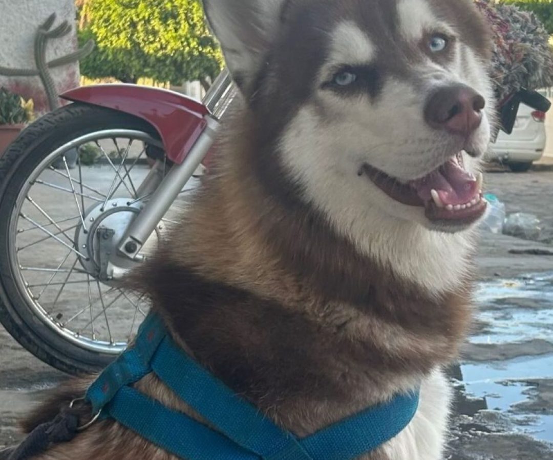 Tutora procura cachorro desaparecido em ST