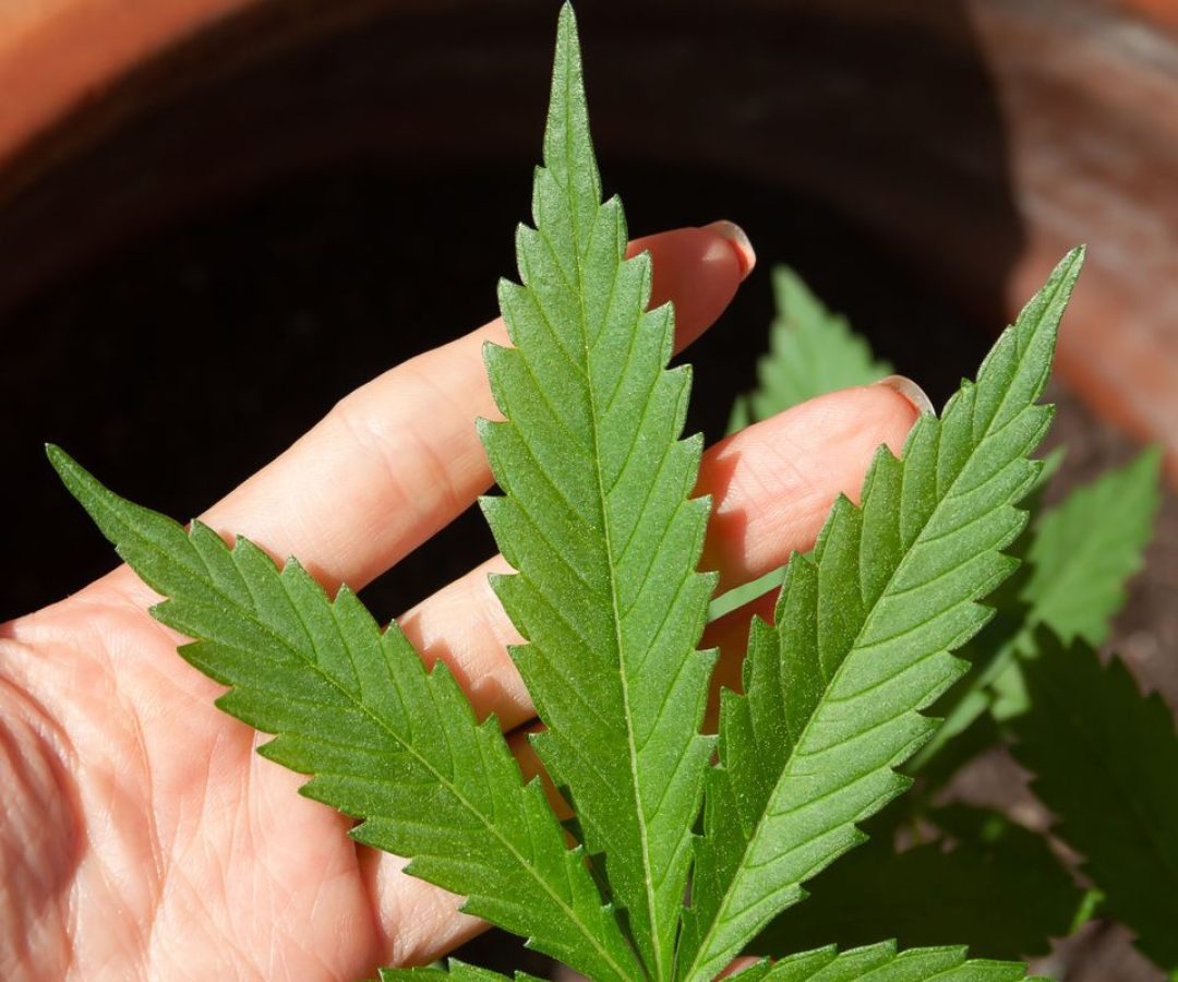 STJ adia prazo para regulamentação do plantio de cannabis medicinal