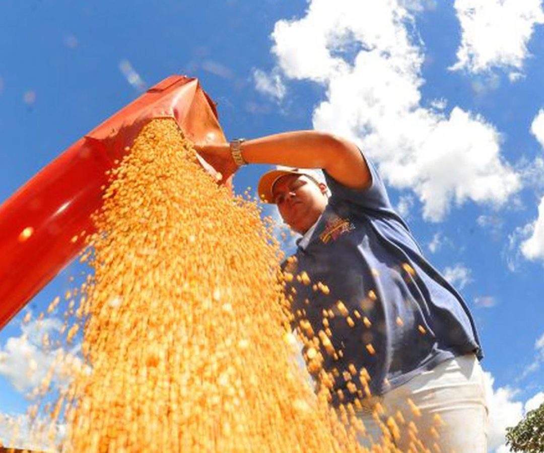 Safra deve recuar 3,7% em 2026, depois de um 2025 recorde