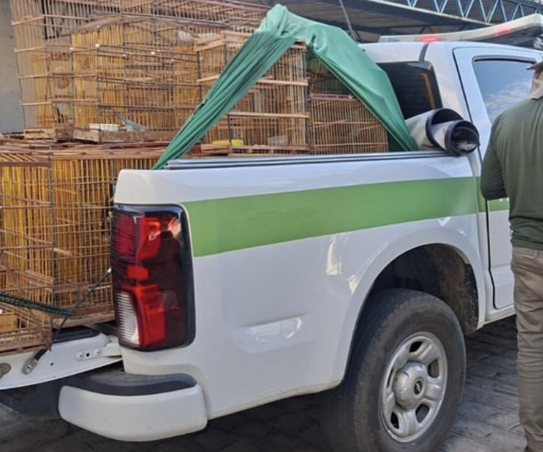 Operação em Serra Talhada apreende pássaros, armadilhas e espingarda