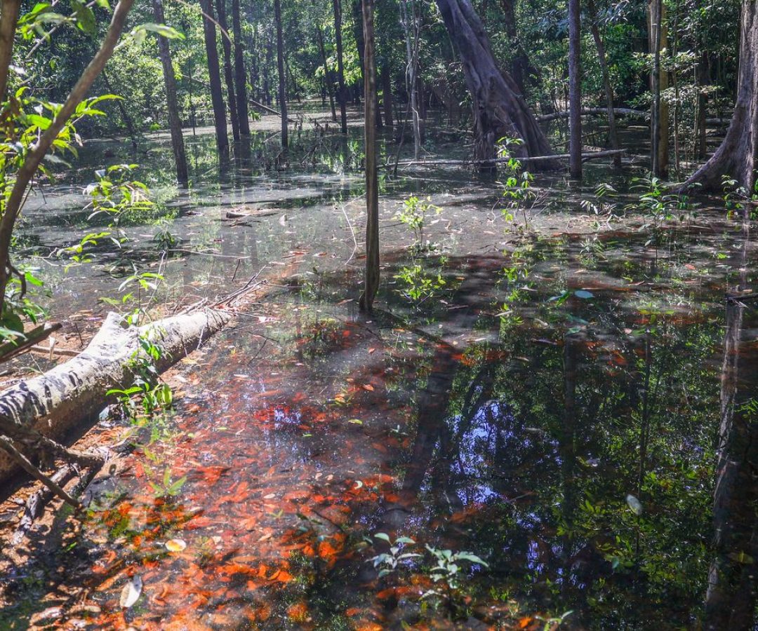 Dinossauros viveram na Amazônia, descobrem pesquisadores de Roraima